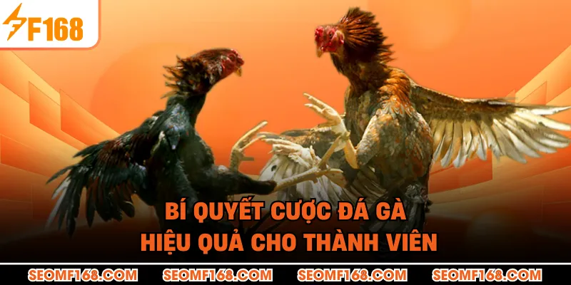 Bí quyết cược đá gà hiệu quả cho thành viên