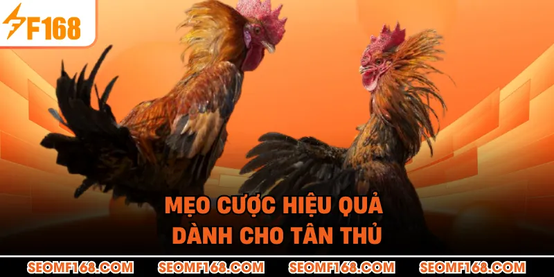 Mẹo cược hiệu quả dành cho tân thủ
